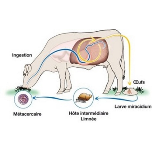 PARAMPHYSTOME