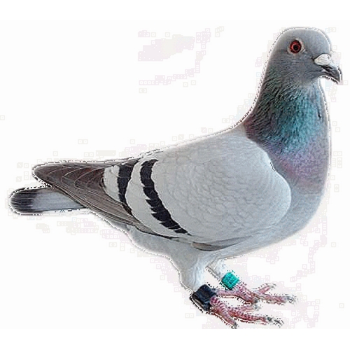 PIGEONS